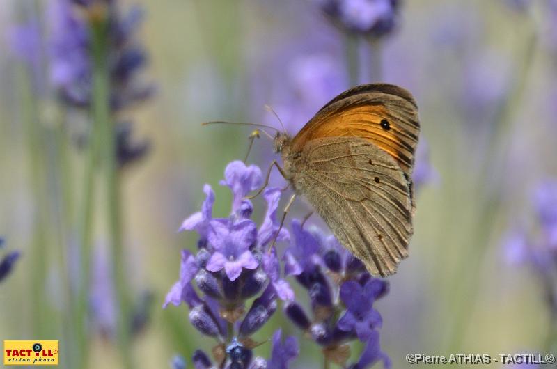 tactill_nature_08-07-2011_001.jpg