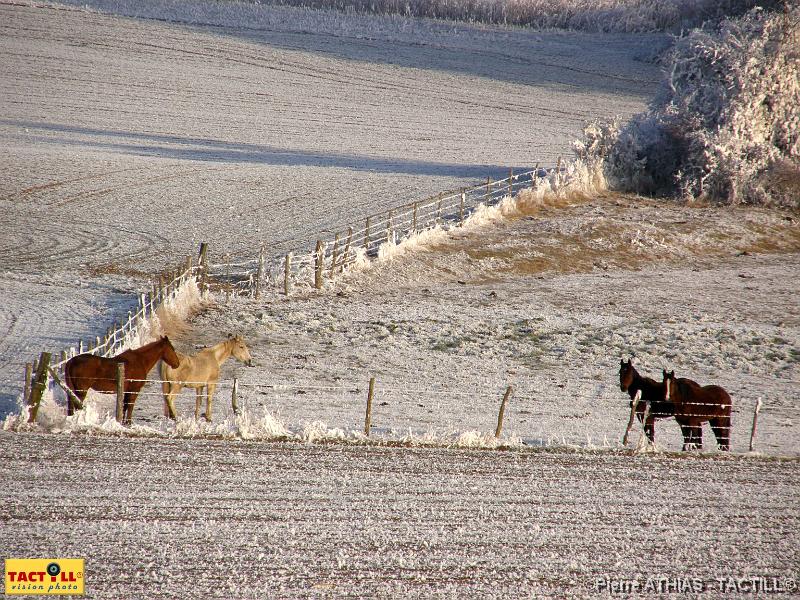 tactill_nature_2007-12-23_041.JPG